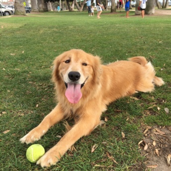 Odie loves his tennis ball