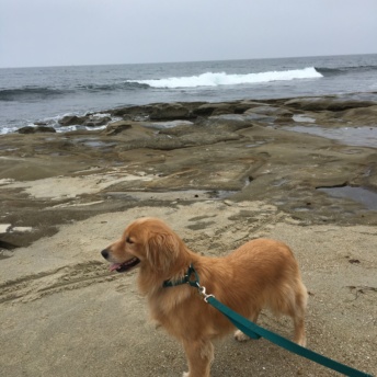 Odie at La Jolla Cove