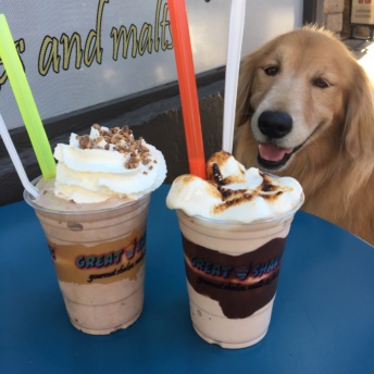 Odie with the milkshakes from Great Shakes