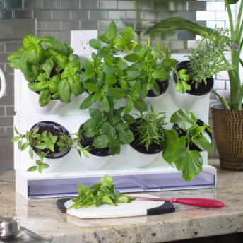 Indoor kitchen plants from Watex