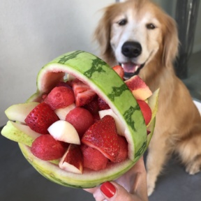 Odie with the Watermelon Fruit Basket