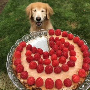 Odie with Raspberry Cheesecake