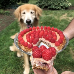 Odie with gluten-free Raspberry Cheesecake with graham cracker crust