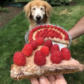 Odie and slice of Raspberry Cheesecake