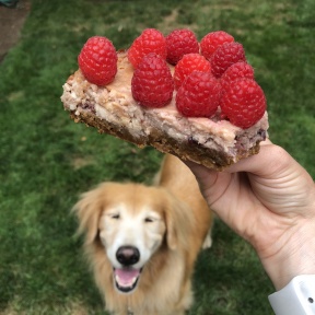 Odie wants Jackie's Raspberry Cheesecake