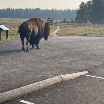 Bison in Yellowstone Park!